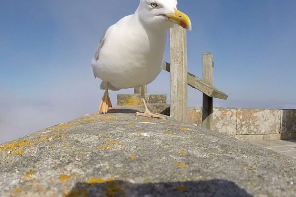 seagull-1