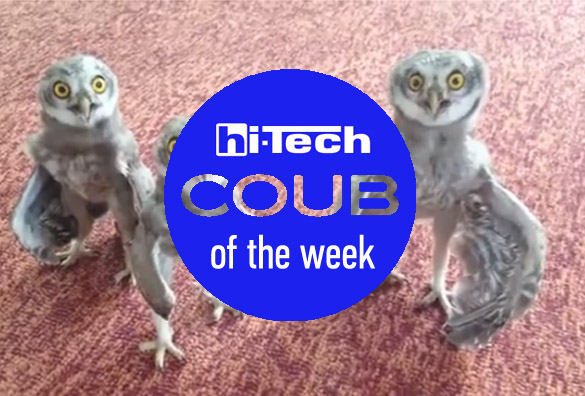 best coubs of the week ht-ua 25-09-2105