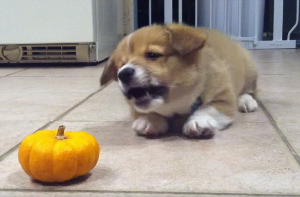 corgi puppu vs pumpkin
