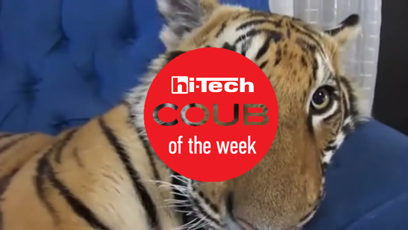 best coub of the week 28 11 2015