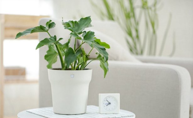 Xiaomi Smart Flower Pot