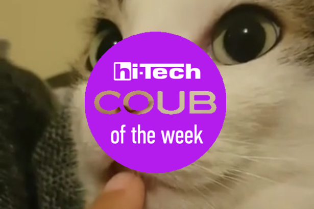 cat coub o the week ht-ua 29-04-17