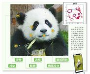 panda ai identify